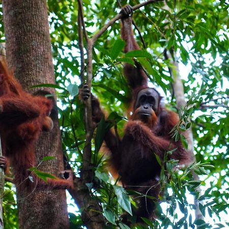 Sumatra Orangutan Discovery Villa Bukit Lawang Exterior photo